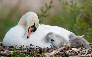 Mother swan babies nest grass - free nature wallpaper