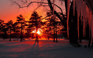 Sunset trees snow foreground person - a sunset in the distance free wallpaper
