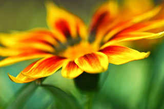 Flower blurry background macro orange 2 - a close up of a flower free wallpaper