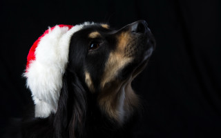 Dog santa hat looking up - closed free wallpaper for desktop