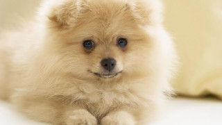 Small dog blue eyes pillow - a small dog free wallpaper