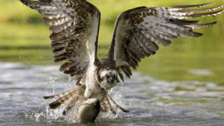 Bird wings water fish yellow - brian chippy dugan free wallpaper