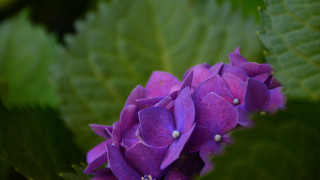 Purple flower green leaves macro 3 - a white dot free wallpaper
