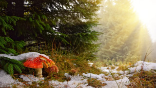 Mushroom snow forest sunshine magical - covered free wallpaper