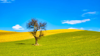 Lone tree green field blue 15 - a lone tree free wallpaper