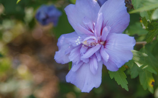Purple flower bokeh butterfly wings - the background and a blurry background behind free wallpaper