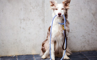 Dog leash sitting tile wall - a leash free wallpaper