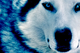 Husky blue eyes nose ring - husky free wallpaper