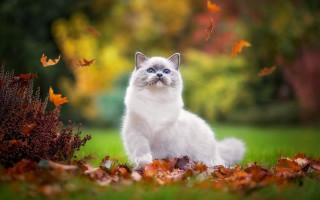 White cat autumn leaves burning - a field of leaves free wallpaper