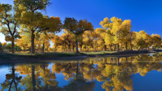 River trees bridge blue sky - free autumn wallpaper