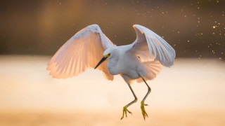 White bird wings spread moon - spread wide free wallpaper