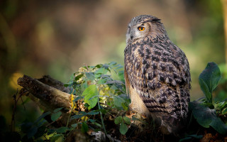 Bird branch woods leaves upward - the wood free wallpaper
