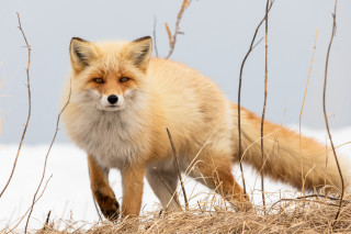 Fox snow grass outdoors utility - a fox free wallpaper for desktop