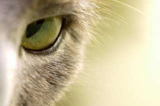 Cat green eye closeup blurry - sharp focus free wallpaper for desktop