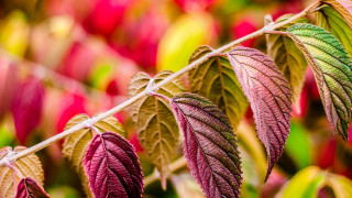 Leafy plant bokeh macro foliage - fine foliage lace free wallpaper for desktop