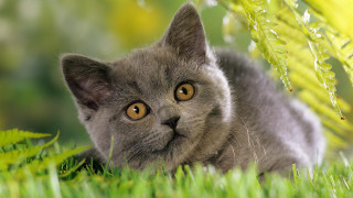 Gray cat curious look grass - grey background free wallpaper for desktop