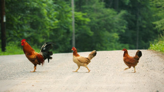Three chickens day outdoors forest - institutional critique free wallpaper