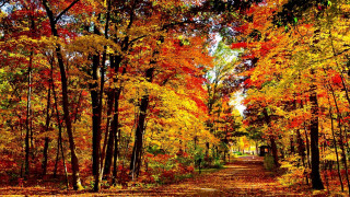 Dirt road autumn trees fall - fall free wallpaper