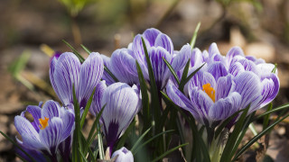 Purple flower field leaves dirt - grass and dirt free wallpaper