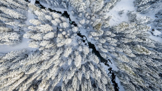 Snow covered forest river nature - covered ground free wallpaper