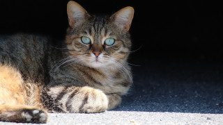 Cat blue eyes laying dark 2 - symmetrical eye free wallpaper