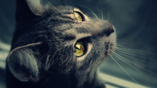 Cat yellow eyes looking up 2 - something outside free wallpaper