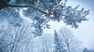Snowy forest bench under tree - cloud above free wallpaper