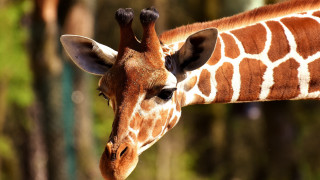 Giraffe side trees blurry depth - free animals wallpaper