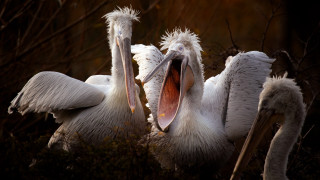 Pelicans open mouth forest bushes - a group together free wallpaper