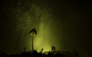 Flower lit bush night macro - a lamp post free wallpaper
