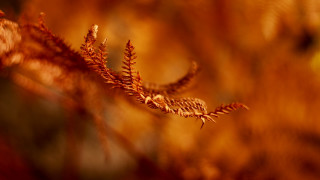Plant blurry leaves autumn fire - david boyd free wallpaper