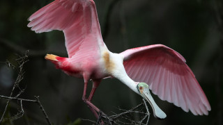 Pink bird long beak flying - head free wallpaper