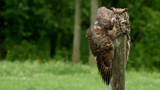 Owl perched wings spread ecological - an owl free wallpaper