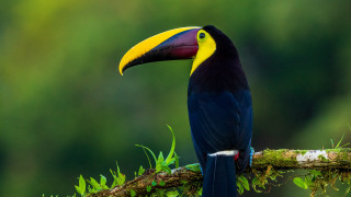 Colorful bird on branch with 2 - a yellow beak free wallpaper
