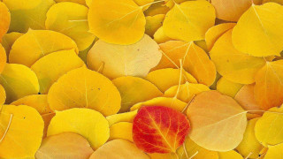 Red leaf yellow leaves autumn - a red leaf free wallpaper