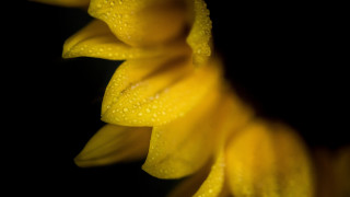 Yellow flower water droplets macro 2 - a yellow flower free wallpaper for desktop
