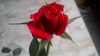 Red rose vase outdoors blurry - a single red rose free wallpaper