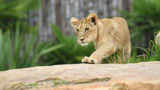 Lion cub rock zoo plants - a rock in a zoo enclosure free wallpaper