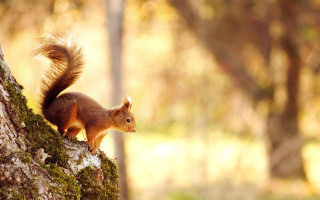 Squirrel woodland curious autumn blurry - free nature wallpaper