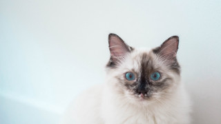 Black cat blue eyes wolf - its face free wallpaper