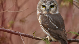 Owl branch bamboo bird yellow - a small owl free wallpaper