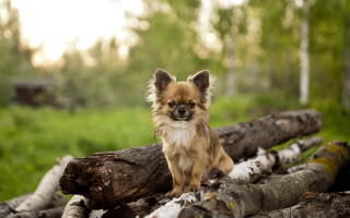 Small dog logs forest nature - free animals wallpaper