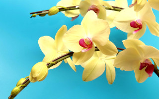 Yellow flowers blue background photorealism 2 - a blue background behind them free wallpaper