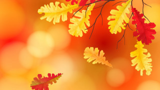 Autumn leaves blurry background campfire - david brewster free wallpaper