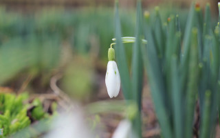 White flower garden bokeh shallow - a white flower free wallpaper for desktop
