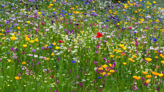 Wildflowers field red flower summer - a field of wildflowers free wallpaper