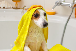 Dog bathtub yellow towel furry - wet free wallpaper