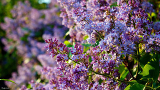 Lilac bloom macro impressionism blurry - david budd free wallpaper for desktop