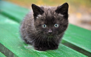 Black kitten blue eyes gothic - boleslaw cybi free wallpaper for desktop
