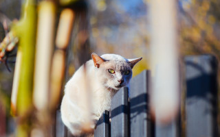 Cat fence outdoor blurry bokeh - the house free wallpaper